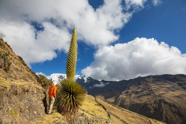 Puya Raimondii: Nữ hoàng dãy Andes, 100 năm mới nở hoa một lần! - Ảnh 1.