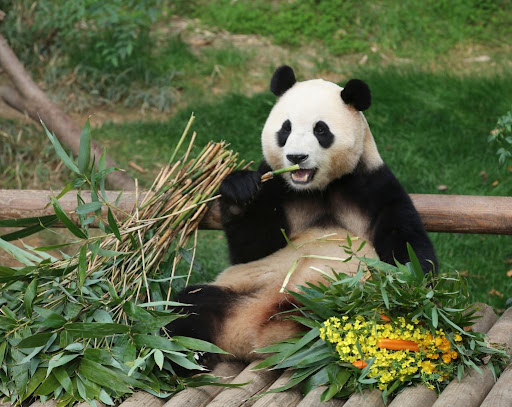 Đỉnh lưu Fubao về nước: Hàng dài người Hàn Quốc xếp hàng dưới mưa chào tạm biệt, ông Song gục đầu bên xe chào cháu gái lần cuối - Ảnh 6.