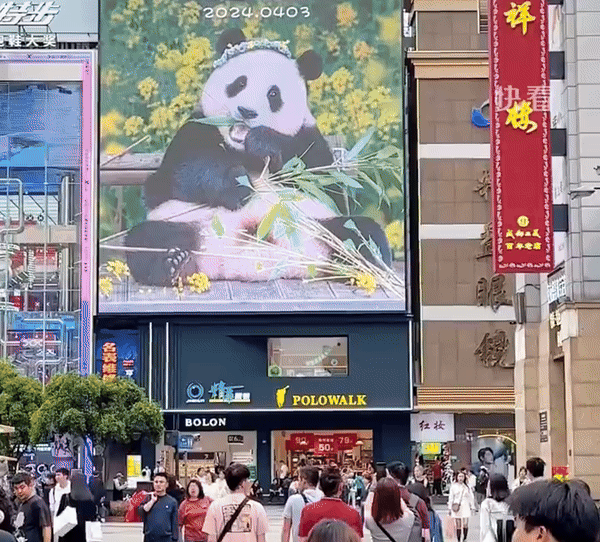 Đỉnh lưu Fubao lần đầu lộ diện tại Trung Quốc: Poster treo khắp lối không kém minh tinh, hành động sau khi hạ cánh khiến nhiều fan nức nở - Ảnh 3.