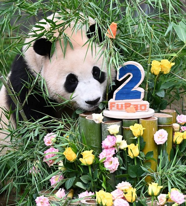 Ông nội Kang của Fubao: Ở bên cháu gái 24/7 suốt 3 tháng mới sinh, tiết lộ điều cảm động sau bó cải dầu vàng - Ảnh 5. Ông nội Kang của Fubao: Ở bên cháu gái 24/7 suốt 3 tháng mới sinh, tiết lộ điều cảm động sau bó cải dầu vàng - Ảnh 5.