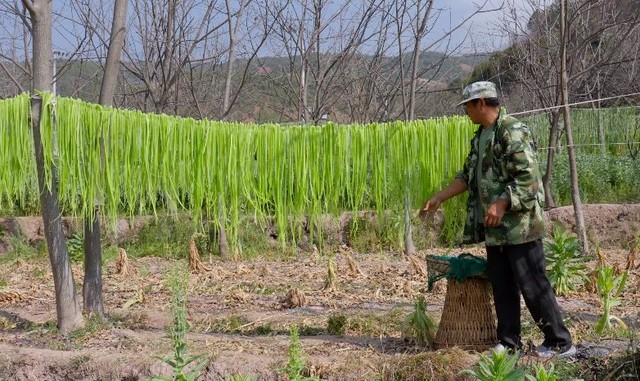 Lật tẩy c&acirc;y cỏ qu&ecirc; m&ugrave;a b&agrave; nội trợ Việt đua nhau trồng, khoe l&agrave; rau tiến vua cả triệu đồng/kg - Ảnh 5.