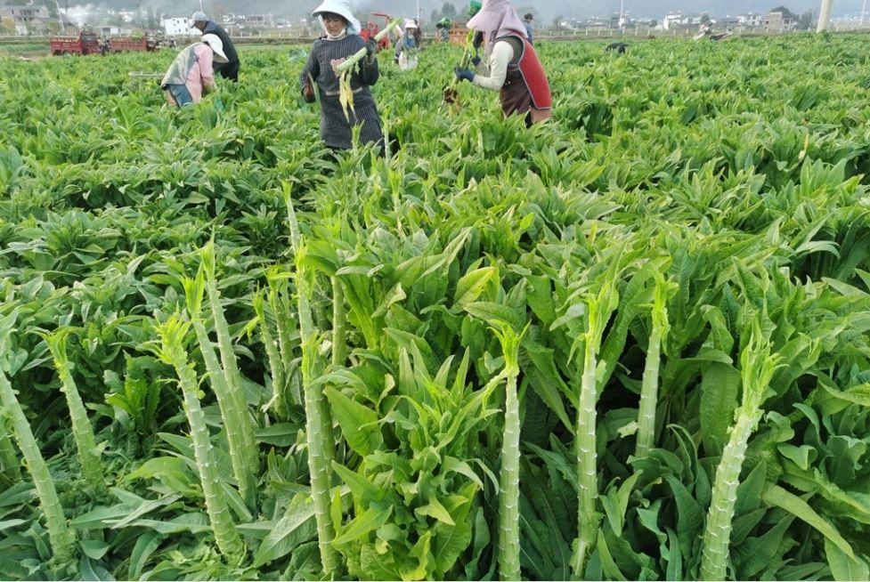 Lật tẩy c&acirc;y cỏ qu&ecirc; m&ugrave;a b&agrave; nội trợ Việt đua nhau trồng, khoe l&agrave; rau tiến vua cả triệu đồng/kg - Ảnh 3.