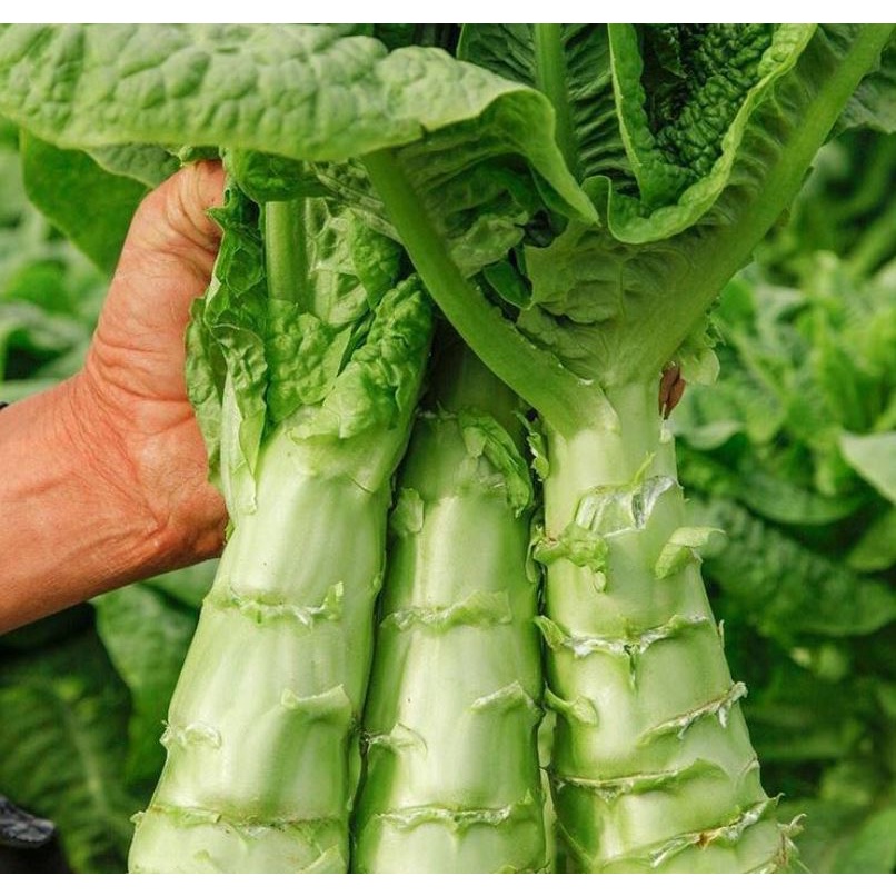 Lật tẩy c&acirc;y cỏ qu&ecirc; m&ugrave;a b&agrave; nội trợ Việt đua nhau trồng, khoe l&agrave; rau tiến vua cả triệu đồng/kg - Ảnh 2.