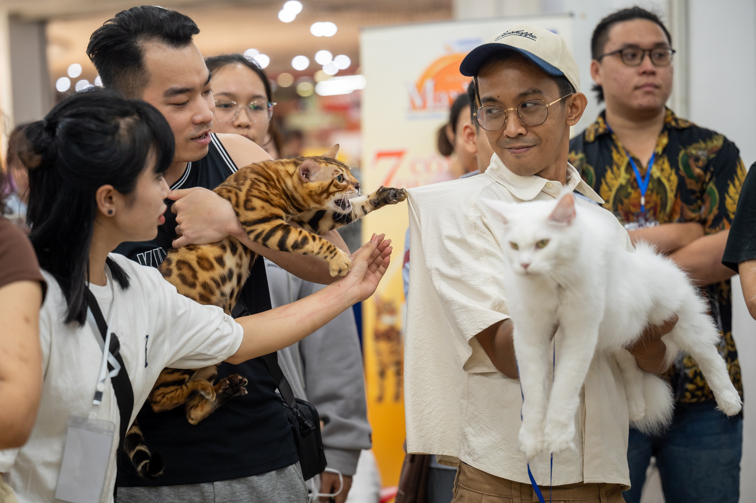 Hội con sen hộ tống hoàng thượng đi thi nhan sắc: Cung phụng hết cỡ, cắt giảm chi tiêu của mình dành 100 triệu/tháng lo cho mèo - Ảnh 11.