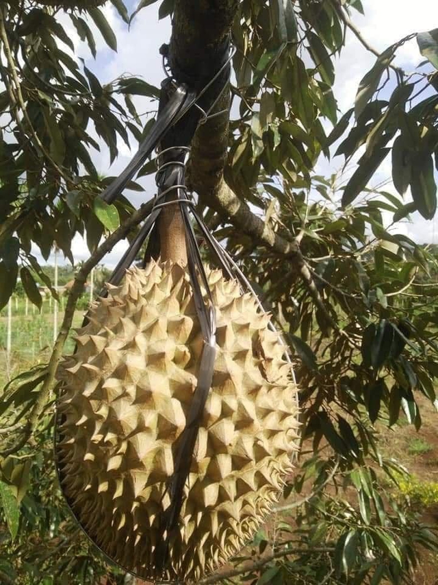 1001 cách người nông dân bảo vệ những trái sầu riêng khỏi kẻ trộm, hú hồn nhất là cảnh rắn bò - Ảnh 6.