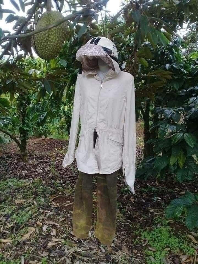 1001 cách người nông dân bảo vệ những trái sầu riêng khỏi kẻ trộm, hú hồn nhất là cảnh rắn bò - Ảnh 2.