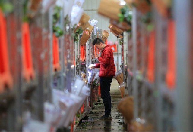 Dạo một vòng chợ hoa hoành tráng nhất Trung Quốc: Hơn 1.600 loại hoa thỏa sức mà lựa, giá rẻ chưa từng thấy - Ảnh 10.
