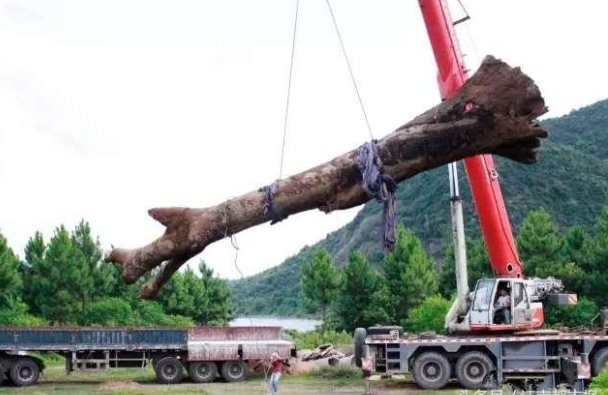 Cây gỗ dài 22m, nặng 60 tấn được phát hiện dưới sông: Giá trị ước tính hơn 10 tỷ đồng khiến cảnh sát phải phong tỏa hiện trường, máy xúc mất 2 ngày mới trục vớt được - Ảnh 2.