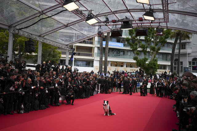 Ngôi sao đầu tiên bước lên thảm đỏ Cannes 2024 bằng bốn chân - Ảnh 2.