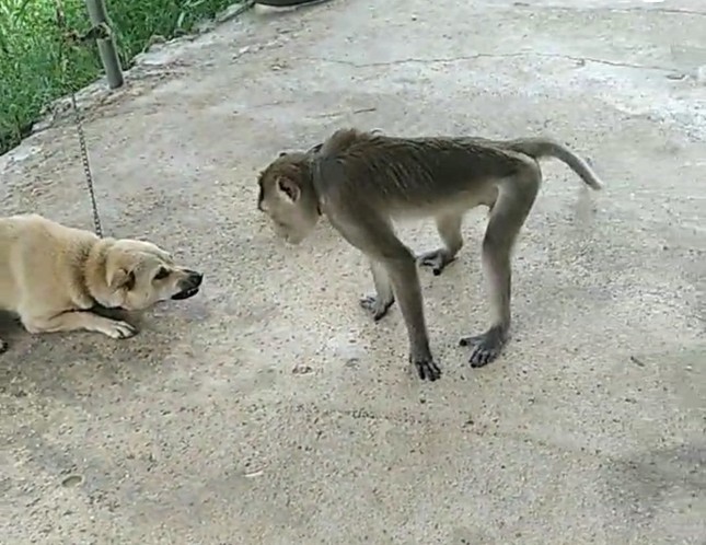 Đàn chó cắn chết khỉ vào xóm tấn công người dân - Ảnh 2.