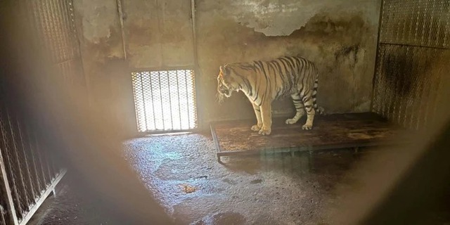 Sốc: 20 xác hổ trong tủ đông ở vườn thú Trung Quốc - Ảnh 2.
