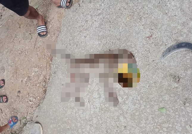 Đ&agrave;n ch&oacute; cắn chết khỉ v&agrave;o x&oacute;m tấn c&ocirc;ng người d&acirc;n - Ảnh 1.