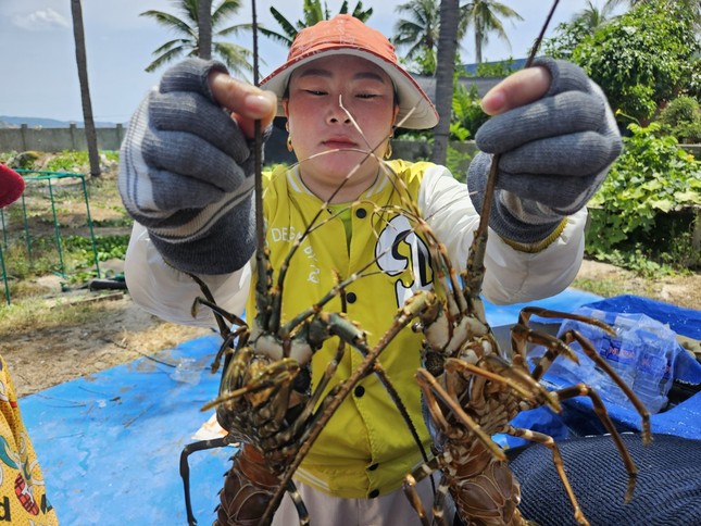 Lý do hơn 90 tấn tôm hùm, cá biển chết đột ngột - Ảnh 3.