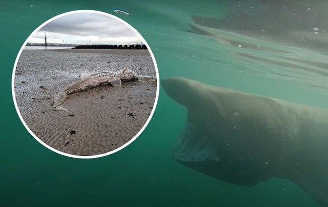 Đi dạo bãi biển tìm thấy quái ngư dài 4,5 m trôi dạt, chuyên gia kiểm tra phát hiện sự thật gây sốc - Ảnh 1.