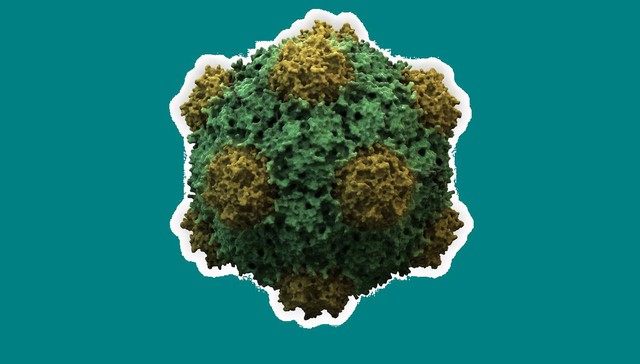 Một virus thực vật có tiềm năng chặn ung thư di căn - Ảnh 1.