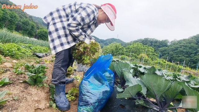 Kiếm 60 triệu/ngày nhờ lên núi hái rau, dâu Việt ở Hàn kéo cả bố mẹ sang làm nông, đào sâm rừng - Ảnh 9.