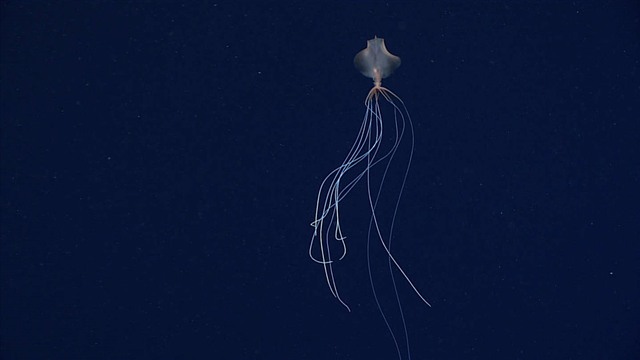 Video hiếm quay hình quái vật biển có xúc tu dài 6m - Ảnh 3.