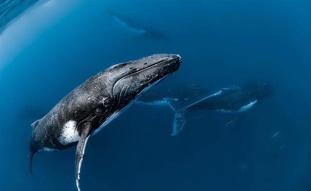 Vì sao cá voi có khả năng lặn sâu hơn tàu ngầm hạt nhân? - Ảnh 5.
