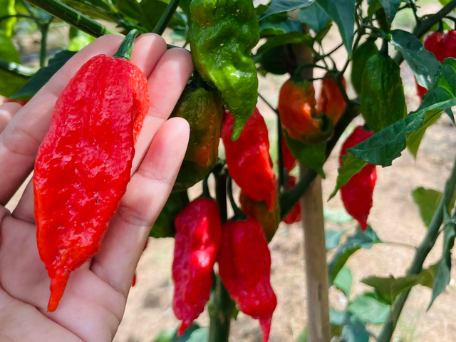 Founder hãng tương ớt “cay quá đã”, “cay như quỷ”: Lên Google học lên men 1 tấn ớt, đem giống ớt cay đạt kỷ lục Guinness trồng tại Việt Nam, đưa lên kệ tất cả các sàn TMĐT - Ảnh 2.