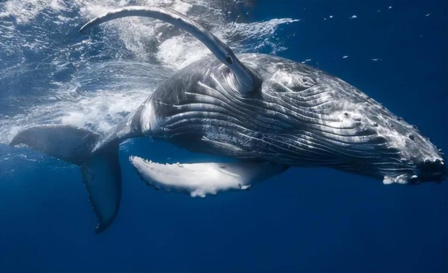 Vì sao cá voi có khả năng lặn sâu hơn tàu ngầm hạt nhân? - Ảnh 3.