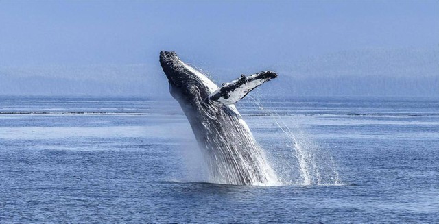 Vì sao cá voi có khả năng lặn sâu hơn tàu ngầm hạt nhân? - Ảnh 2.