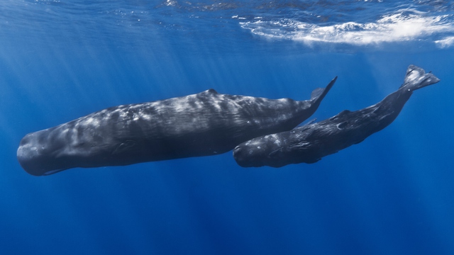 Vì sao cá voi có khả năng lặn sâu hơn tàu ngầm hạt nhân? - Ảnh 1.