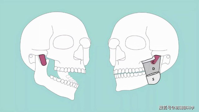 Các nhà khoa học đã phát hiện ra những bộ phận mới trên cơ thể con người: Con người quả thực vẫn đang tiến hóa! - Ảnh 4.