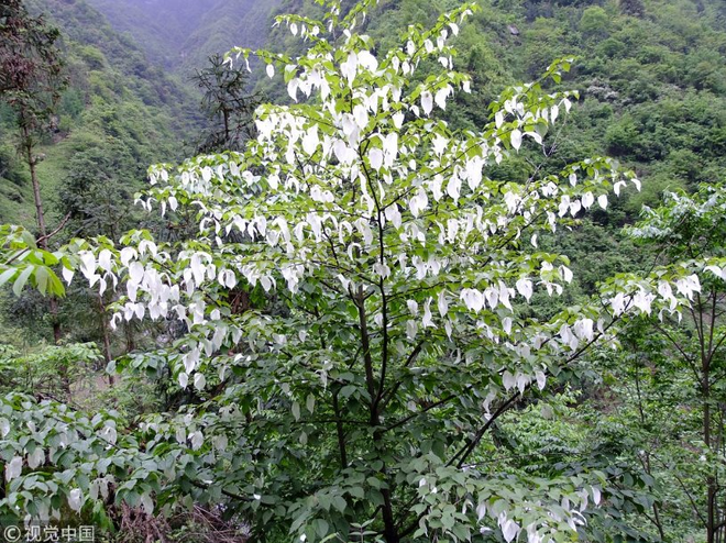 Loài cây quý hiếm mọc ở vùng núi cao Trung Quốc, tồn tại hơn 60 triệu năm trên trái đất, ví như ‘hoá thạch sống’, cánh hoa trắng muốt như chim bồ câu: Được bảo tồn để sinh lời vĩnh cửu - Ảnh 4.