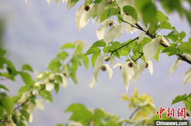 Loài cây quý hiếm mọc ở vùng núi cao Trung Quốc, tồn tại hơn 60 triệu năm trên trái đất, ví như ‘hoá thạch sống’, cánh hoa trắng muốt như chim bồ câu: Được bảo tồn để sinh lời vĩnh cửu - Ảnh 3.