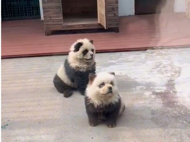 Sở thú Trung Quốc cải trang chó thành gấu trúc, lý do khiến nhiều người ngỡ ngàng - Ảnh 1.