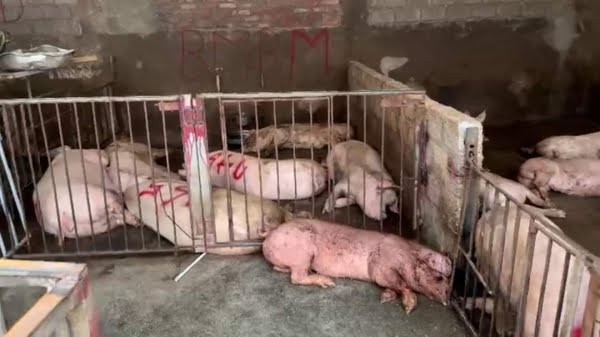 Phát hiện hơn 4.000kg thịt lợn có triệu chứng nhiễm bệnh tại Tam Đảo - Ảnh 1.