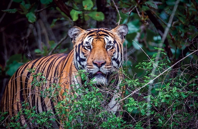 Thông tin đáng chú ý vụ hổ lớn xuất hiện trong rừng Quảng Bình - Ảnh 1.