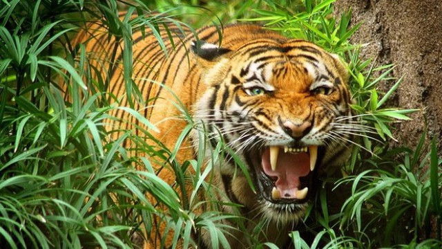 Kế hoạch ứng phó với hổ lớn được cho là xuất hiện tại Quảng Bình - Ảnh 1.