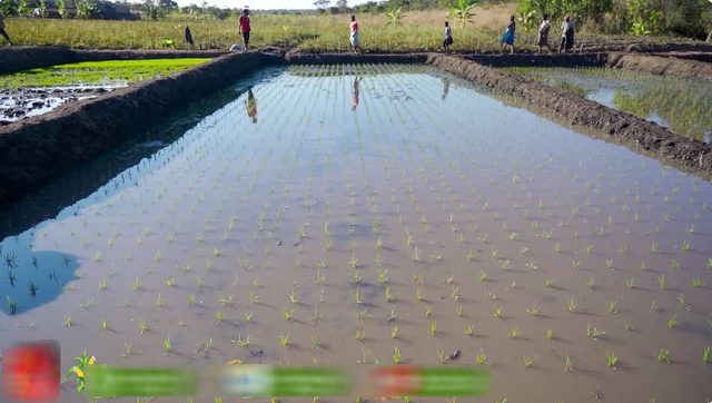 Công nghệ cấy lúa mới nhất Việt Nam được ứng dụng ở Angola, chủ trang trại có quyết định liều lĩnh - Ảnh 8.