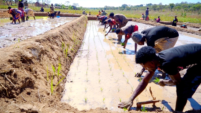 Công nghệ cấy lúa mới nhất Việt Nam được ứng dụng ở Angola, chủ trang trại có quyết định liều lĩnh - Ảnh 7.