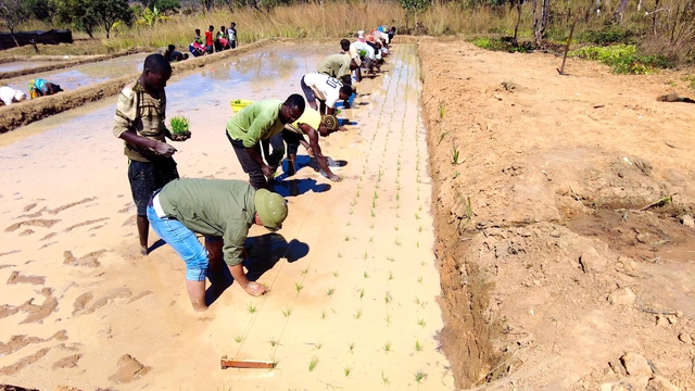 Công nghệ cấy lúa mới nhất Việt Nam được ứng dụng ở Angola, chủ trang trại có quyết định liều lĩnh - Ảnh 4.