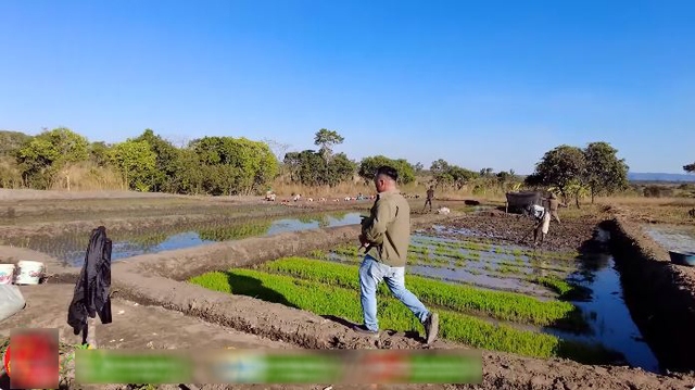 Công nghệ cấy lúa mới nhất Việt Nam được ứng dụng ở Angola, chủ trang trại có quyết định liều lĩnh - Ảnh 1.