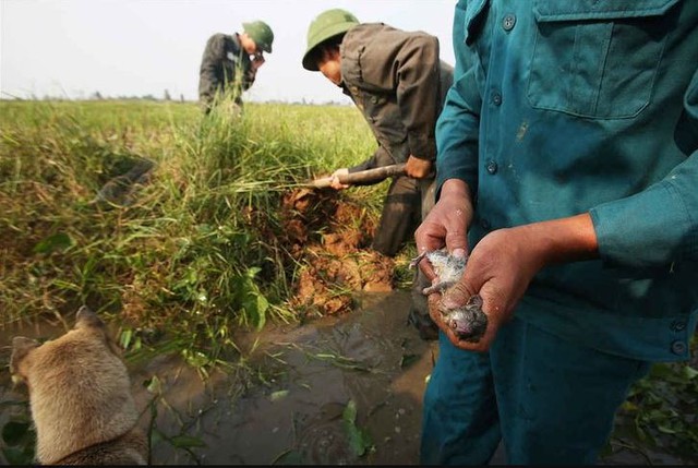 Nơi chuột đồng là đặc sản ở Hà Nội: Thợ săn lùng sục giữa đêm cố đạt KPI bắt 30kg, bỏ túi tiền triệu - Ảnh 2.