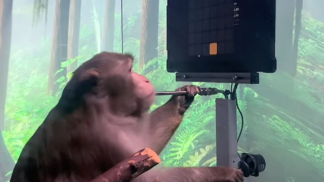 Nhân viên của Elon Musk đâm đơn kiện vì phải làm việc với khỉ bị nhiễm virus - Ảnh 1.