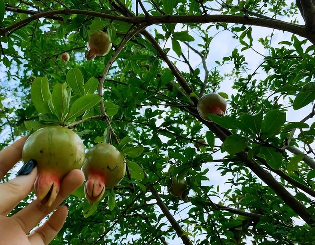 Vén màn cuộc sống của Lý Mạc Sầu đẹp nhất màn ảnh: Đam mê làm vườn, viên mãn bên soái ca quân nhân - Ảnh 8.