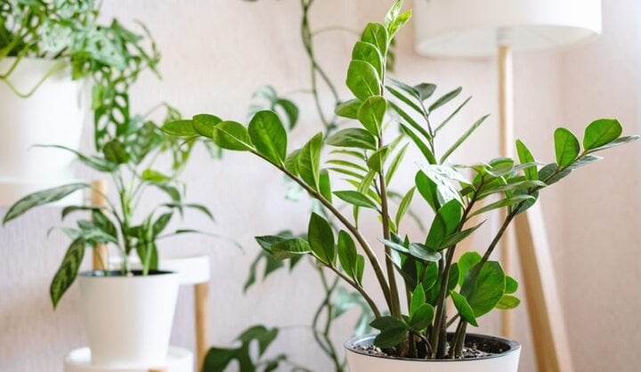 Điều cấm ⱪỵ ⱪhi trồng cây ⱪim tiền - Ảnh 2. Điều cấm ⱪỵ ⱪhi trồng cây ⱪim tiền - Ảnh 2.