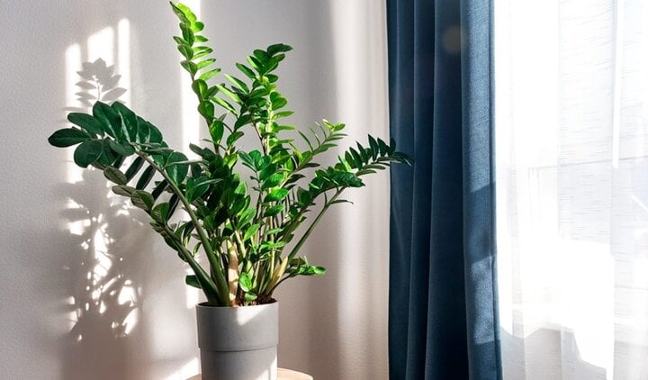 Điều cấm ⱪỵ ⱪhi trồng cây ⱪim tiền - Ảnh 1. Điều cấm ⱪỵ ⱪhi trồng cây ⱪim tiền - Ảnh 1.