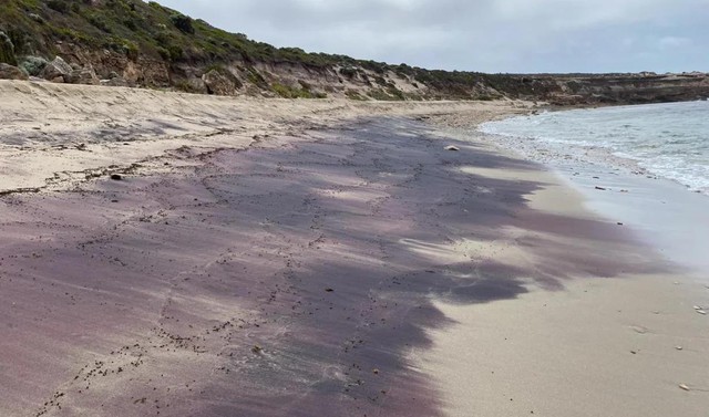 Ngọc hồng lựu tràn bờ biển Úc: Tín hiệu từ thế giới đã mất - Ảnh 1.