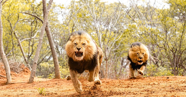 Đâu là cuộc tấn công nguy hiểm nhất của sư tử trong lịch sử nhân loại? - Ảnh 3.