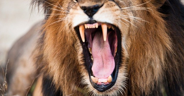Đâu là cuộc tấn công nguy hiểm nhất của sư tử trong lịch sử nhân loại? - Ảnh 2.