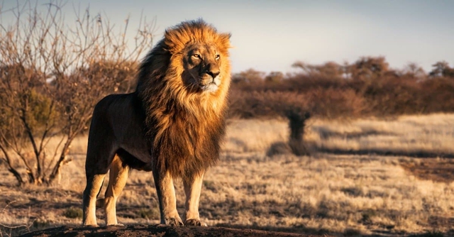 Đâu là cuộc tấn công nguy hiểm nhất của sư tử trong lịch sử nhân loại? - Ảnh 1.