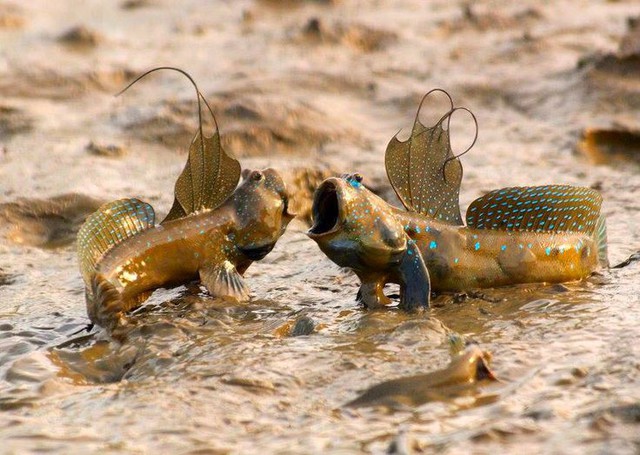 Loài cá duy nhất trên thế giới bị muỗi đốt: Xem video đến là thương - Ảnh 1.