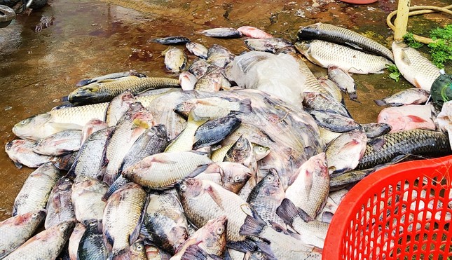Cá chết la liệt trong hàng chục lồng nuôi ở Lâm Đồng - Ảnh 3.