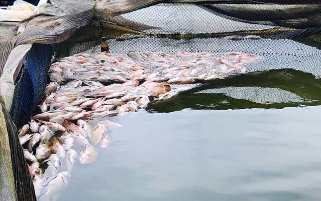 Cá chết la liệt trong hàng chục lồng nuôi ở Lâm Đồng - Ảnh 1.
