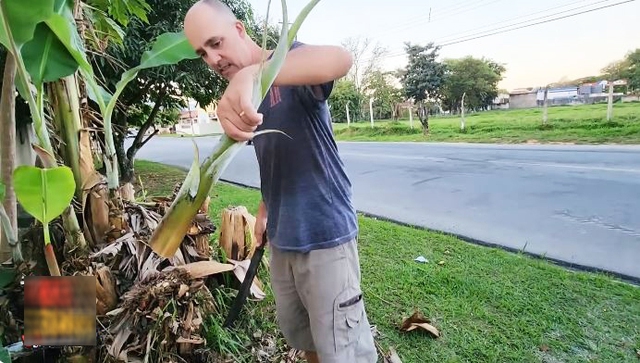 Chồng Brazil bĩu môi khi thấy vợ Việt chặt cây chuối về nấu, vừa nếm thử liền đưa ra nhận xét hết hồn - Ảnh 1.